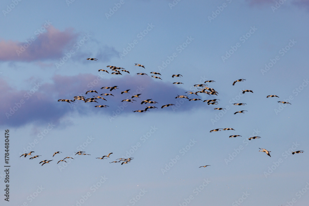 Naklejka premium Kraniche (Grus grus)