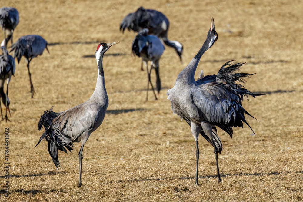 Obraz premium Kraniche (Grus grus)