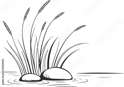 Reeds stones water nature plants