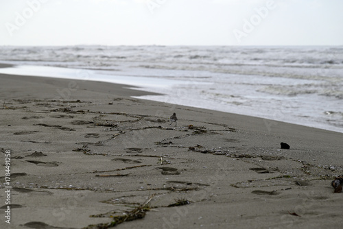 Sandpiper birds straying at mediterranean beach. Calidris birds running at italian beach. Torre del lago, tuscany, italy.