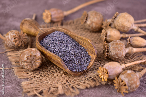 Poppy seeds in a wooden scoop on a gray background. Close-up.
