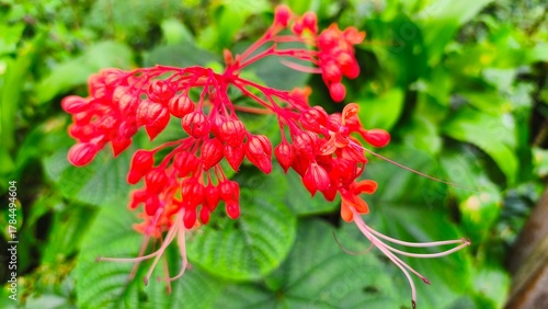 close up of red pagoda flowers or clerodendrum splendens with blurry background