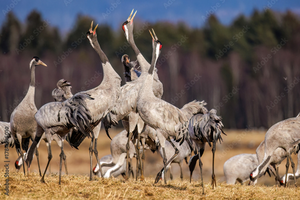 Naklejka premium Kraniche (Grus grus)