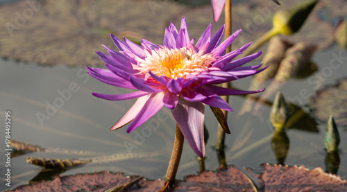 Foto A lone bee has a large water lily all to itself