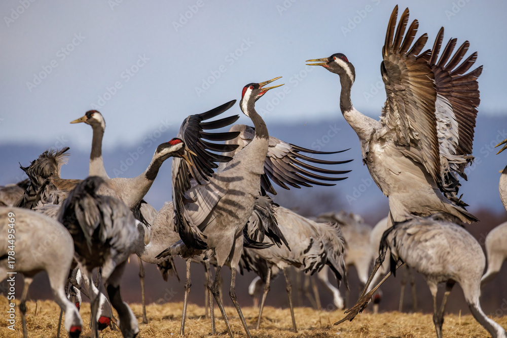 Obraz premium Kraniche (Grus grus)