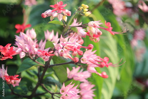 The betel leaf plant ( Red Clerodendrum thomsoniae) is a type of climbing ornamental plant belonging to the Lamiaceae family (formerly included in Verbenaceae) originating from tropical West Africa.