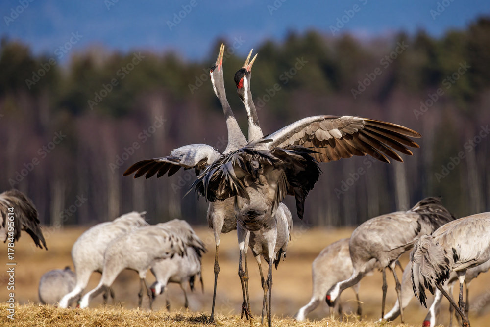 Naklejka premium Kraniche (Grus grus)