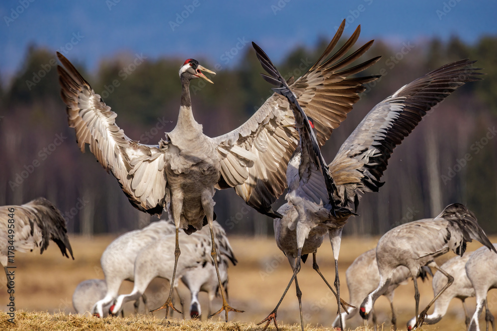 Obraz premium Kraniche (Grus grus)