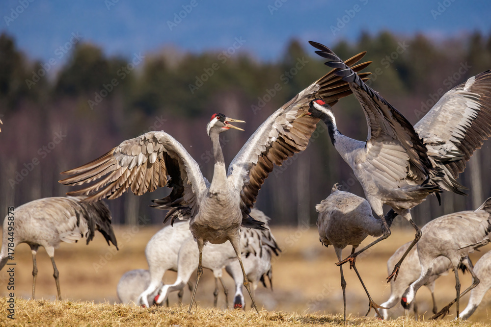 Naklejka premium Kraniche (Grus grus)