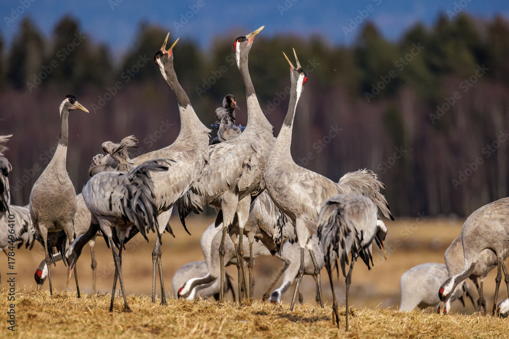 Obraz premium Kraniche (Grus grus)