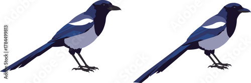 Two beautiful blue magpies standing side by side, detailed bird vector illustration, elegant tropical wildlife art for nature design