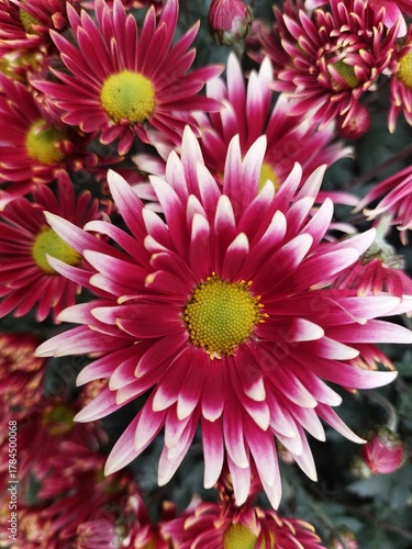 pink and yellow chrysanthemum