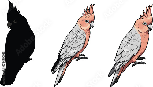 Three cockatoo bird illustrations showing black silhouette, semi-colored version, and fully colored tropical parrot vector art with detailed feathers