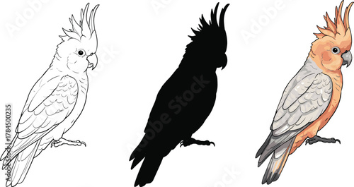 Three stages of cockatoo bird illustration, line art, black silhouette, and full-color vector design of exotic tropical parrot