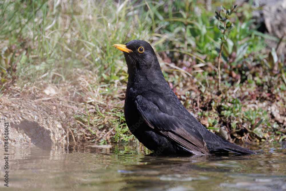 Obraz premium Amsel (Turdus merula) Männchen