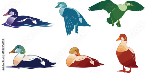 Colorful duck illustration set, modern flat vector design of swimming and flying ducks, wildlife bird art collection, nature artwork