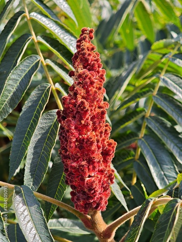Closeup of Rhus typhina Flower Staghorn Sumac Anacardiaceae Plant Macro in Romania