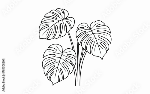 Outline drawing of monstera plant leaves tropical botanical art