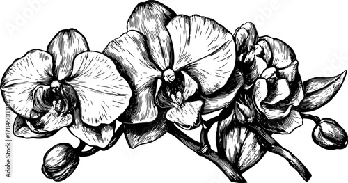 Orchid flower in black and white outline style. Vintage vector illustration with detailed engravings for botanical art set.