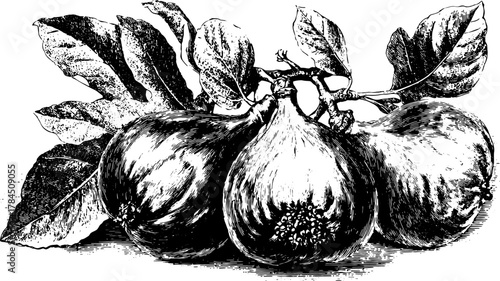 Figs and leaves on a branch in a detailed black and white sketch. Botanical set vector illustration with organic and vintage attributes.