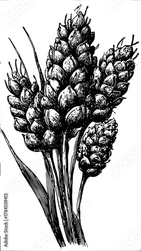 Wheat grain plant with detailed ears in handdrawn black and white style. Vintage botanical vector illustration with classic ink engraving.