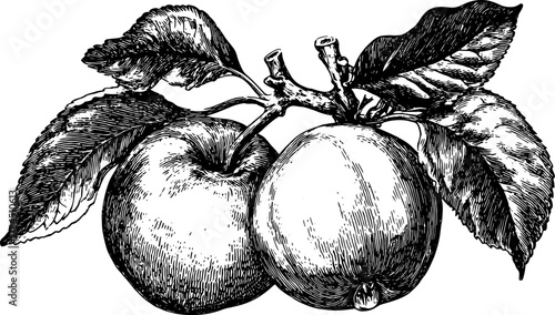 Vintage black and white illustration of apples with leaves. Detailed outline drawing in a vector format, ideal for kitchen or food design projects in a set.