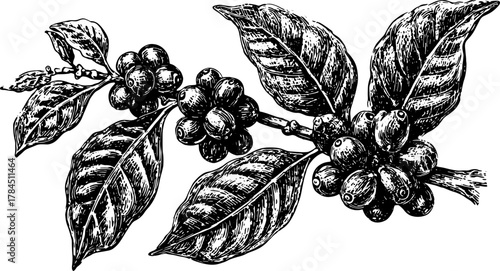 Coffee bean branch with leaves in vintage black and white outline. Detailed botanical illustration set presented as a vector.