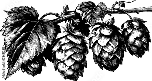 Vintage hand-drawn hops plant illustration. Detailed black outline engraving set on branch with leaves, features vector design for craft and brewery use.