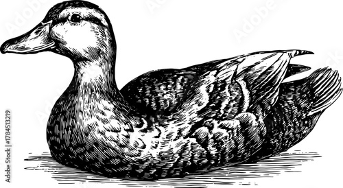 Duck engraving in vintage style. Detailed vector illustration of a bird, ideal for nature art collections or educational materials.