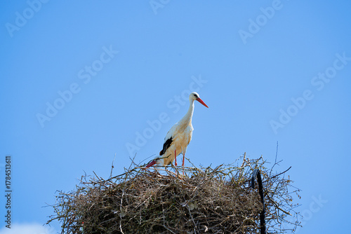 Cigogne blanche au nid ou en approche