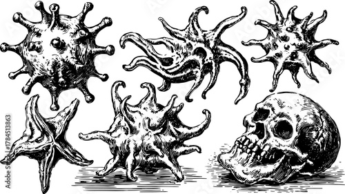 Engraving of bacteria and skull. Antique black and white illustration in a hand-drawn retro style. Vector illustration showcasing intricate details and organic forms.