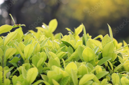 The young shoots of tree, light green color with dewdrops fresh in the morning