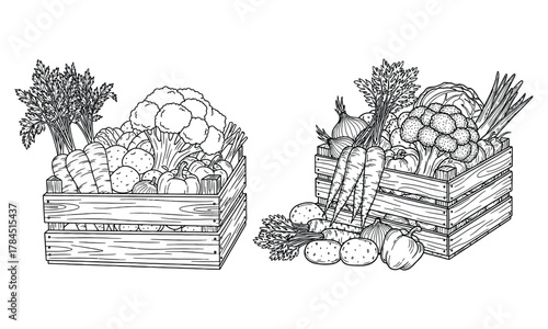 Hand drawn outline of fresh organic vegetables in wooden crates for harvest