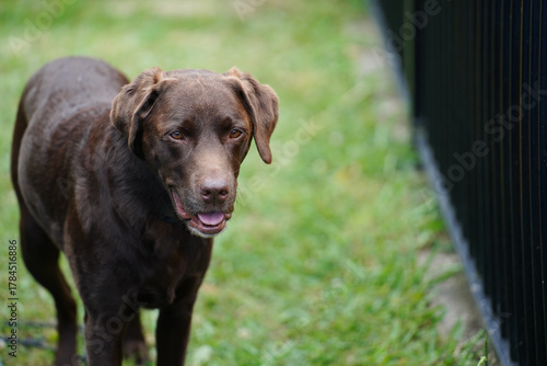 Chocolate Labrador retriever standing outdoors