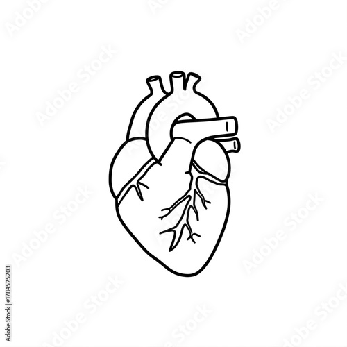 Anatomical Heart: A detailed black and white illustration of a human heart, representing the vital organ of the human body.