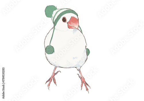 毛糸の帽子をかぶって正面を向いた文鳥