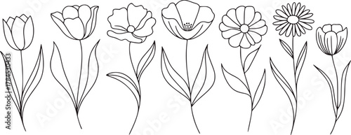 Minimalist floral line drawing collection flowers tulips