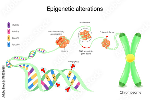 Epigenetic alterations. DNA Methylation and Histone Modification. Hallmarks of aging.