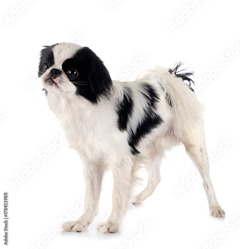 Φωτογραφία Japanese Chin in studio