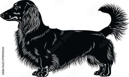 Black long haired dachshund illustration wiener dog vector artwork pet eps silhouette