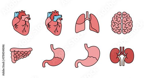 A series of stylized, anatomical illustrations of human internal organs presented in a flat design style against a white background. Each organ is color-coded and clearly outlined