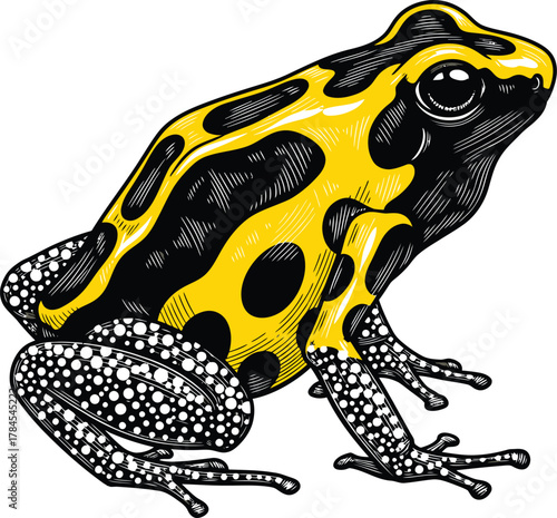 Yellow banded poison dart frog illustration amphibian exotic animal eps silhouette