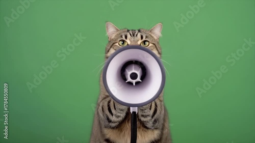 Cat Holding a Megaphone Against a Green Background, Chroma Key