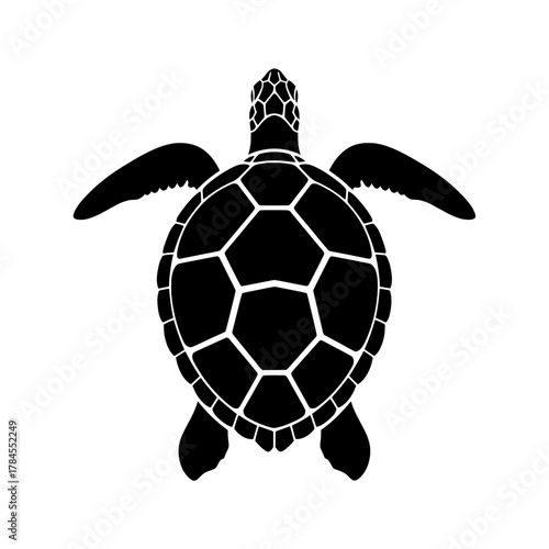 turtle vector illustration