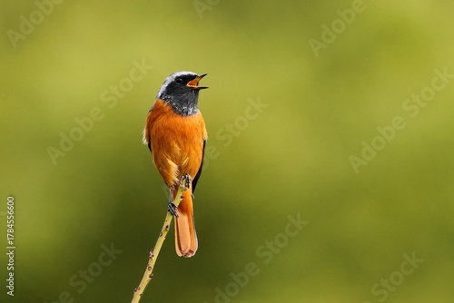 枝のてっぺんで囀るジョウビタキ