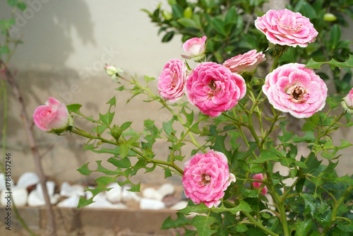 Pink rose, Rosa chinensis in the garden. A group of miniature flowers on short stems of a low bush. The petals are white on the outside, splashed with bright pink on the inside. Natural background.