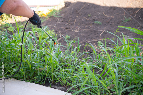 Removing weeds in the garden with liquid chemicals. Cleaning the top layer of soil from plants. Portable lawn and garden sprayer for spraying plants, garden watering, household cleaning.