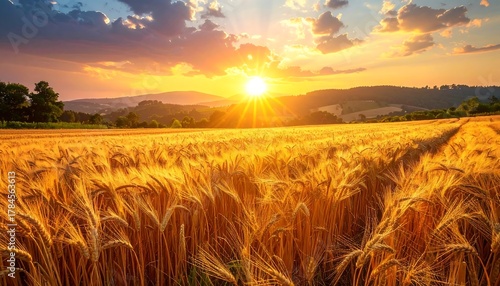 Fototapeta Naklejka Na Ścianę i Meble -  Sun bursts over golden wheat field, painting sky with warm colors. Hills roll softly in distance