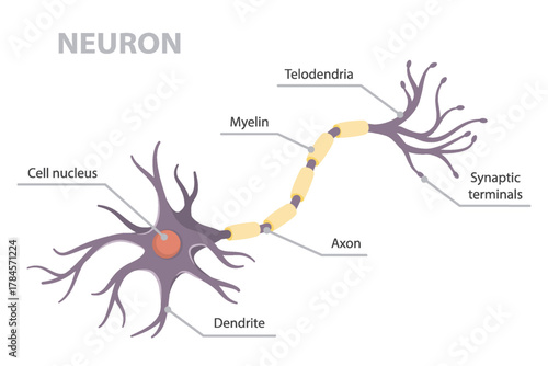 Vector infographic of structure human neuron structure anatomy (telodendria, dendrite, cell body, nucleus, axon and dendrites) scheme. Flat vector poster on white background.