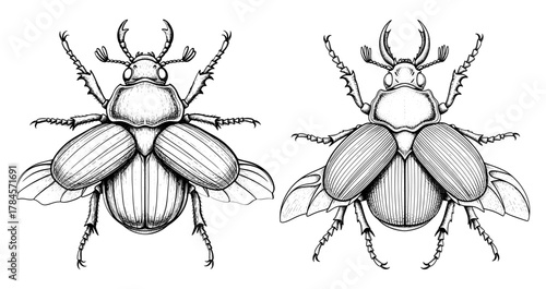 Two beetles, , in black and white drawing style, detailed and intricate design